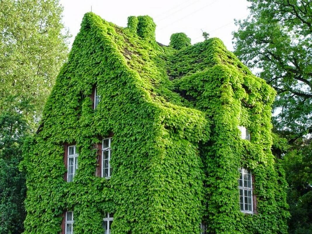 Зеленый фасад 13809