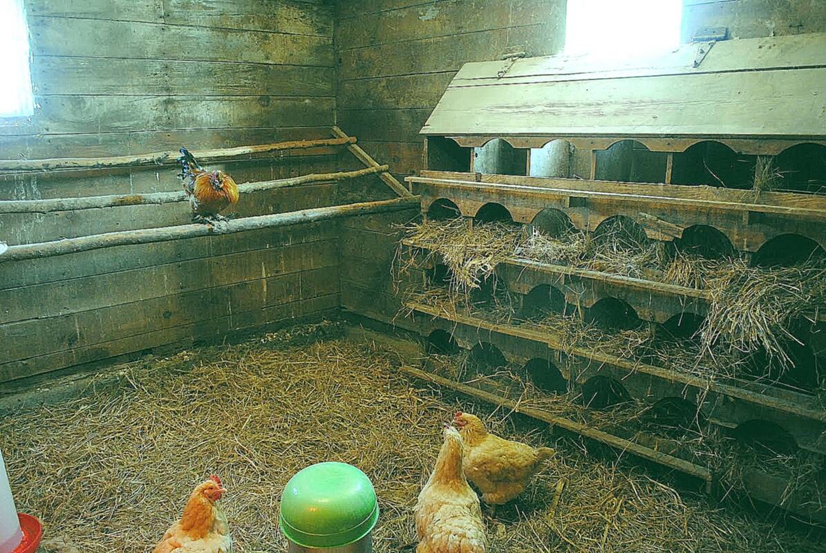 Гнездо для кур | Дети кукурузы