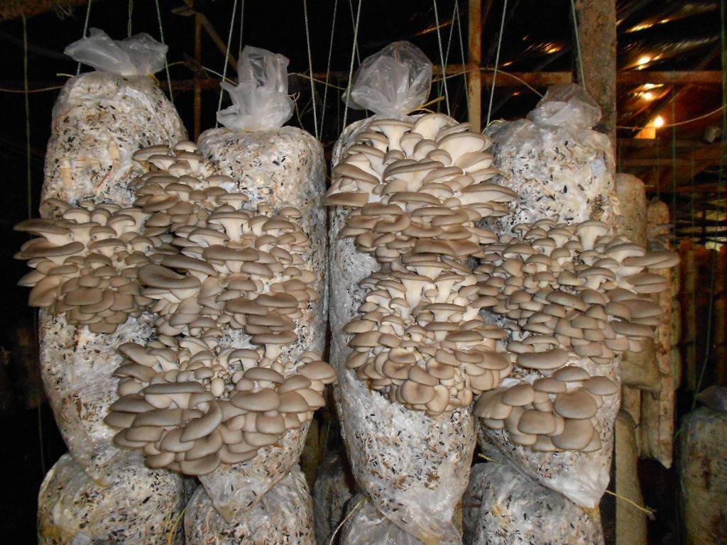 Выращивание грибов в домашних условиях 17993