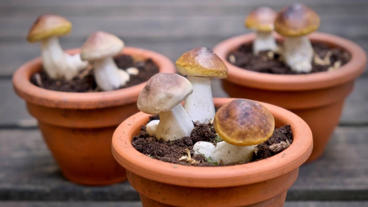 Выращивание грибов в домашних условиях 17994
