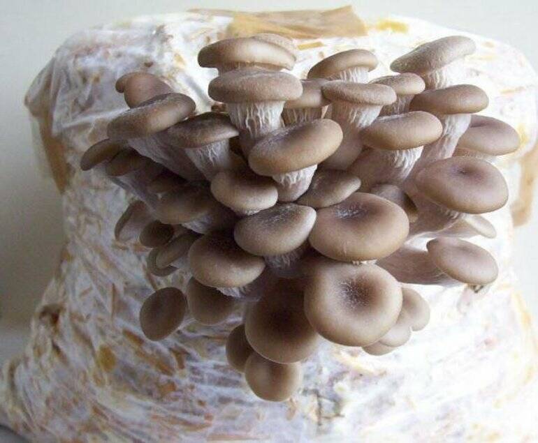 Выращивание грибов в домашних условиях 17995