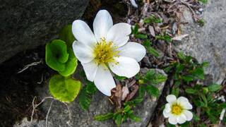 Альпийская горка своими руками Альпийская горка своими руками