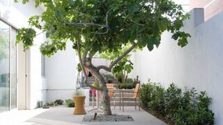 Дерево внутри дома Дерево внутри дома