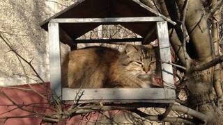 Домик для кота Домик для кота