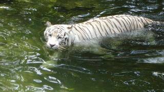 Декор новогоднего стола 2022 Декор новогоднего стола 2022