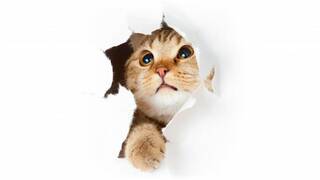 Антивандальные обои Антивандальные обои