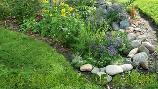 Дождевой сад Дождевой сад