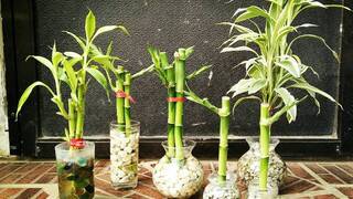 Декоративный бамбук Декоративный бамбук