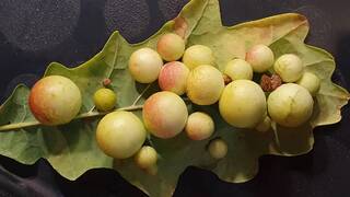 Морилка своими руками Морилка своими руками