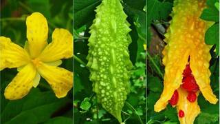 Выращивание на подоконнике Выращивание на подоконнике